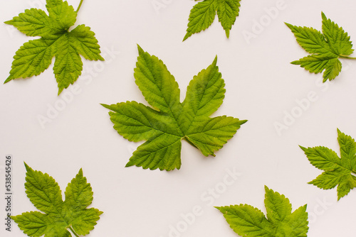 Green leaves on a white background. The texture of the leaves.