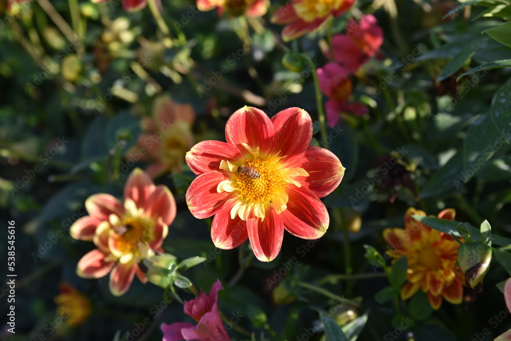 Abeille sur dahlia rouge en été Abeille sur dahlia rouge en été
