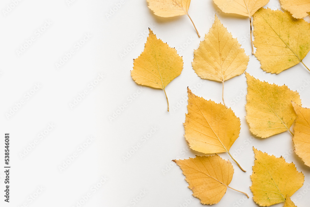 Birch leaves on a white background. Yellow birch leaves. Autumn leaves. Birch leaves on a white background. Yellow birch leaves. Autumn leaves.
