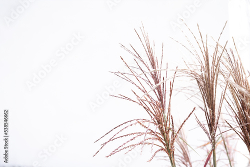 Dry pampas grass on a white background. Modern dry background flower decor, copy space