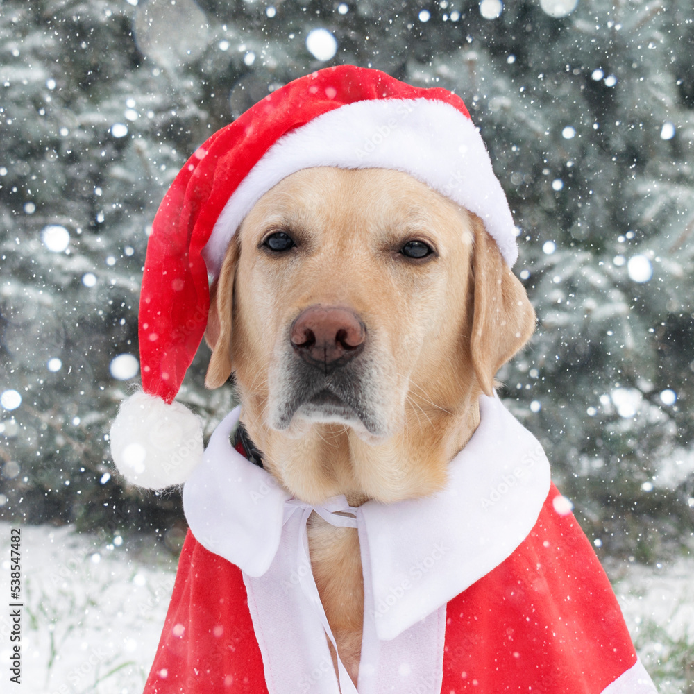 Dog celebrating christmas wearing santa hat Dog celebrating christmas wearing santa hat