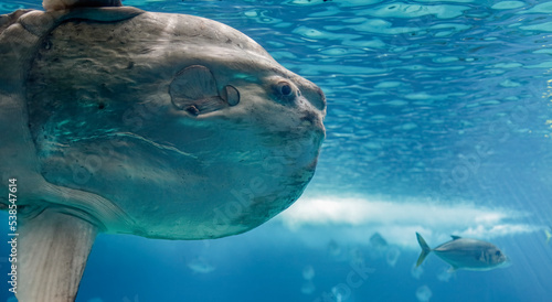 Photos Beautiful ocean sunfish