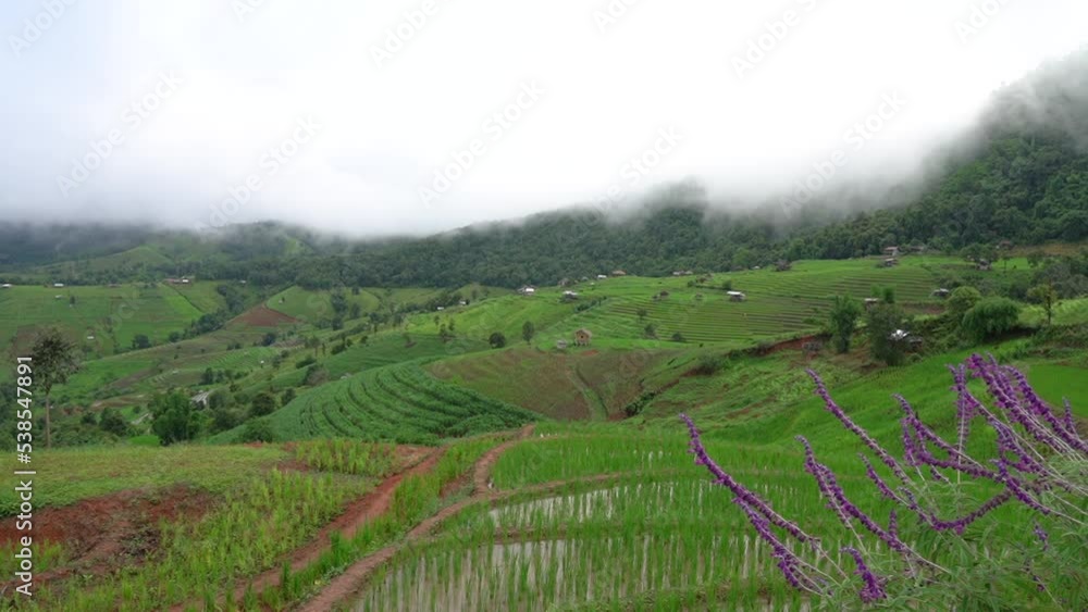 Mountain farming Ban Pa Bong Piang Rice Terrace, Chiang Mai, Thailand.(time lapse) Mountain farming Ban Pa Bong Piang Rice Terrace, Chiang Mai, Thailand.(time lapse)