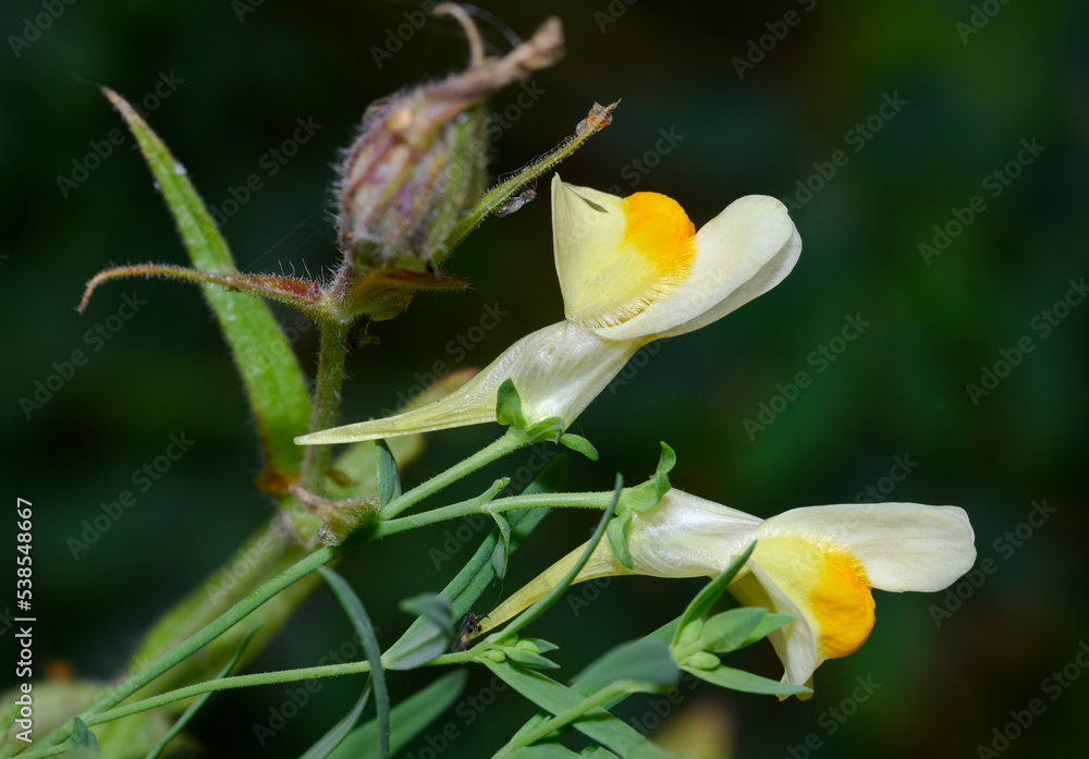 A close-up view of a blooming common flax flower A close-up view of a blooming common flax flower
