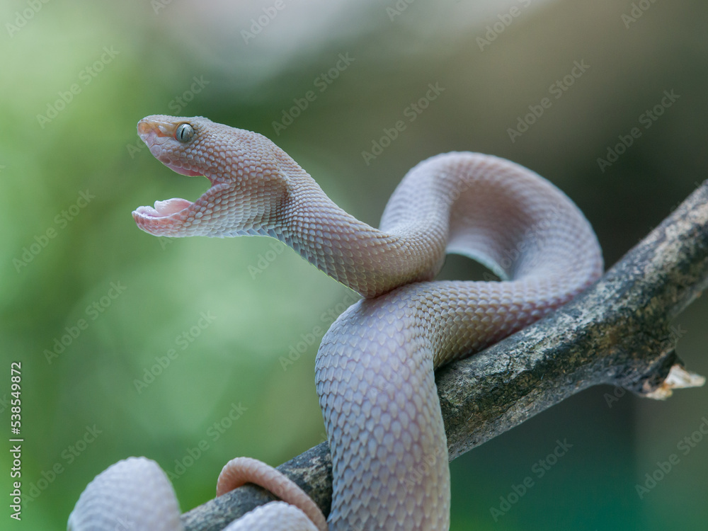 Fototapeta premium snake on a branch