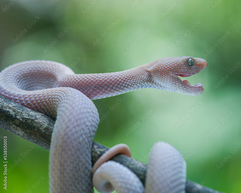 Fototapeta premium snake in the tree