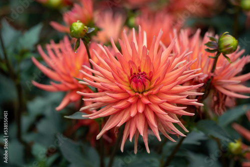 Orange dahlias blooming in botanical garden.