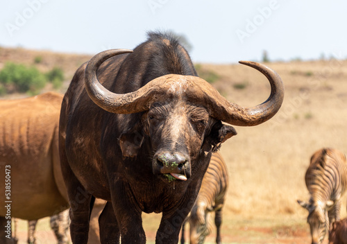 Portrait view of a Cape Buffalo standing in the foreground of other wildlife at the Rhino and Lion Park Nature Reserve near Johannesburg South Africa