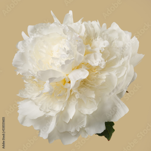 White peony flower isolated on beige background. © ksi
