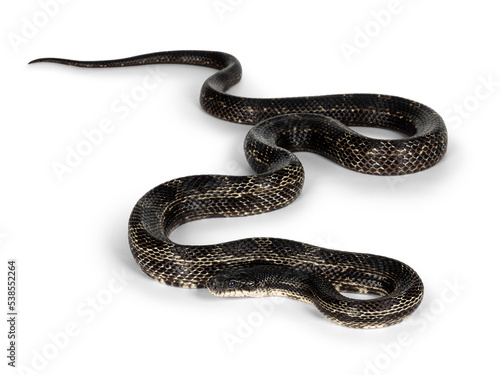 Full length image os a Black rat snake aka Pantherophis obsoletus. Isolated on a white background.