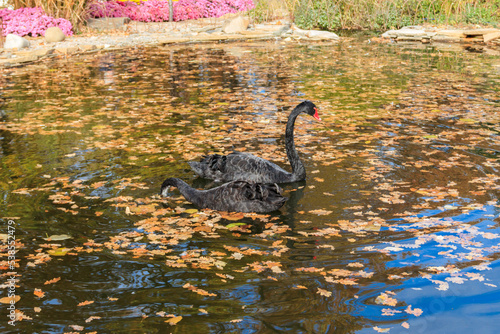Pair of black swan  Cygnus atratus  swimming in the autumn pond with fallen leaves