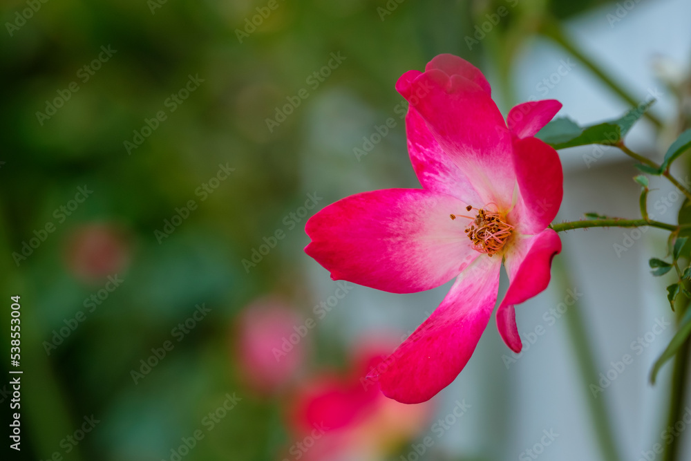 バラ(薔薇) バラ(薔薇)
