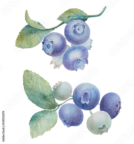 watercolor images of blueberry branches