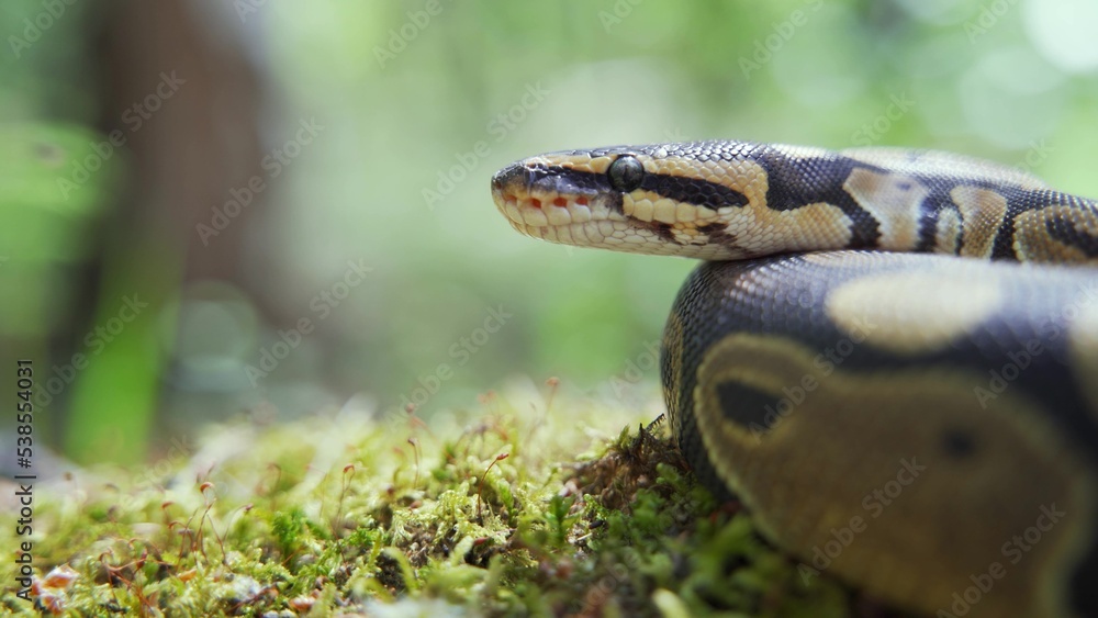 Fototapeta premium Snake in the forest close-up. The calm boa constrictor rests on the cool ground among the green grass.