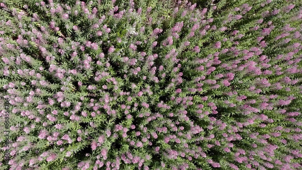 Fototapeta premium Top view of many wildflowers. The wind flutters the plants and grass