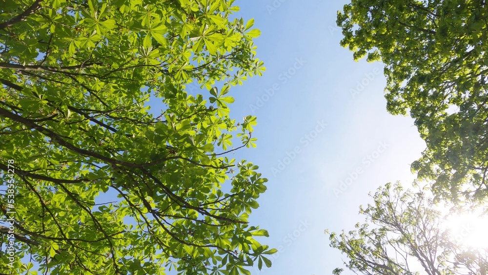 Green Forest Trees Against Blue Sky and Summer Sun. 4K Slowmotion Motion Shot. Bali, Indonesia.