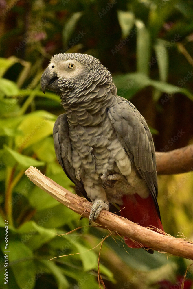 African Grey Parrot with His Feathers Ruffled African Grey Parrot with His Feathers Ruffled