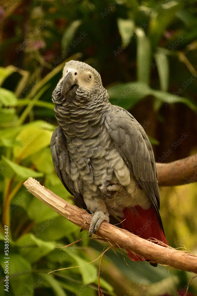 African Grey Parrot on a Strong Vine African Grey Parrot on a Strong Vine
