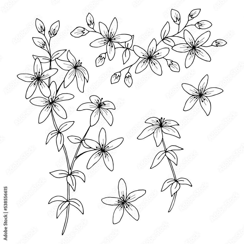 Tutsan flower plant graphic black white isolated sketch illustration vector Tutsan flower plant graphic black white isolated sketch illustration vector