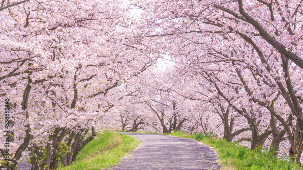 満開の桜並木と並木道