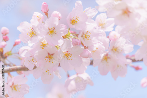 桜のクローズアップと青空