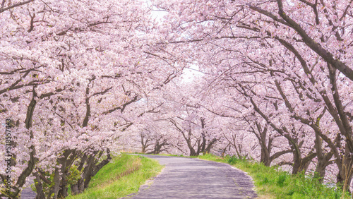 Foto 満開の桜並木と並木道