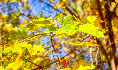 Yellow wedge leaves in the autumn park.