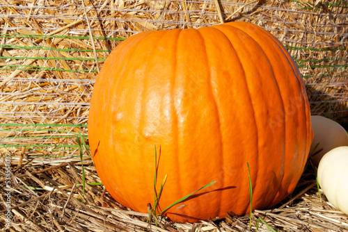 orange pumpkin lies on a haystack on a sunny autumn day