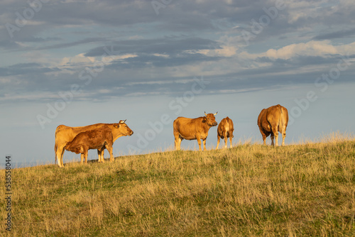 Animal welfare. Cows grazing freely in a meadow at sunset in Asturias, Spain. © NATALIA
