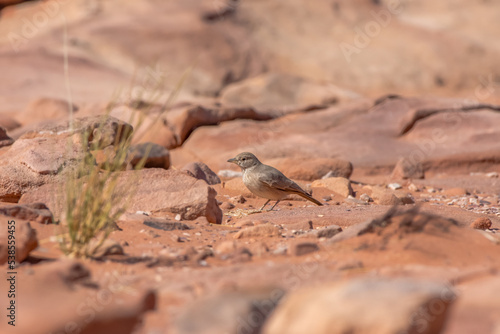 Desert Lark