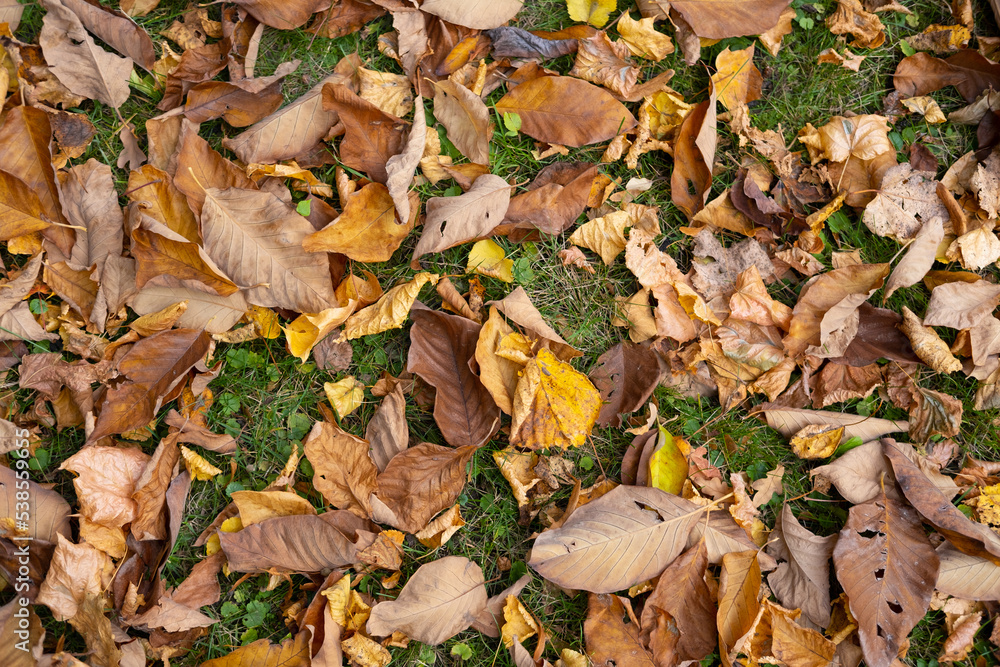 Autumn leaves on the grass colorful sunshine fall background orange nature Autumn leaves on the grass colorful sunshine fall background orange nature