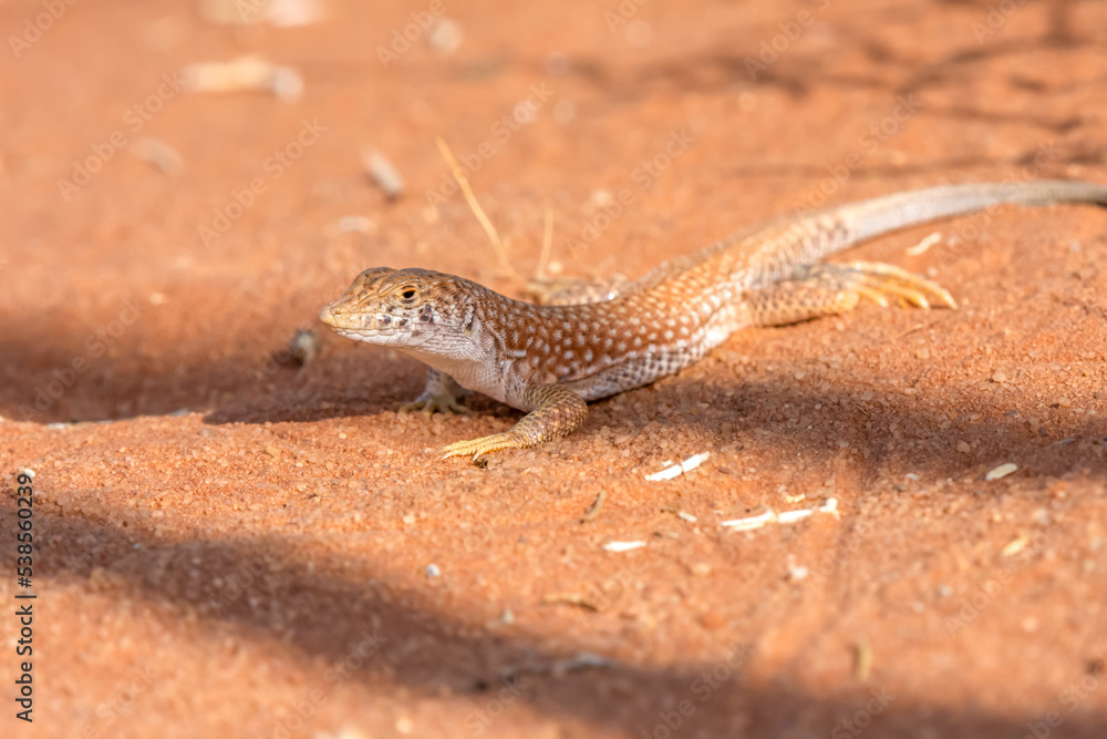 Fototapeta premium Schreiber's fringe-fingered lizard