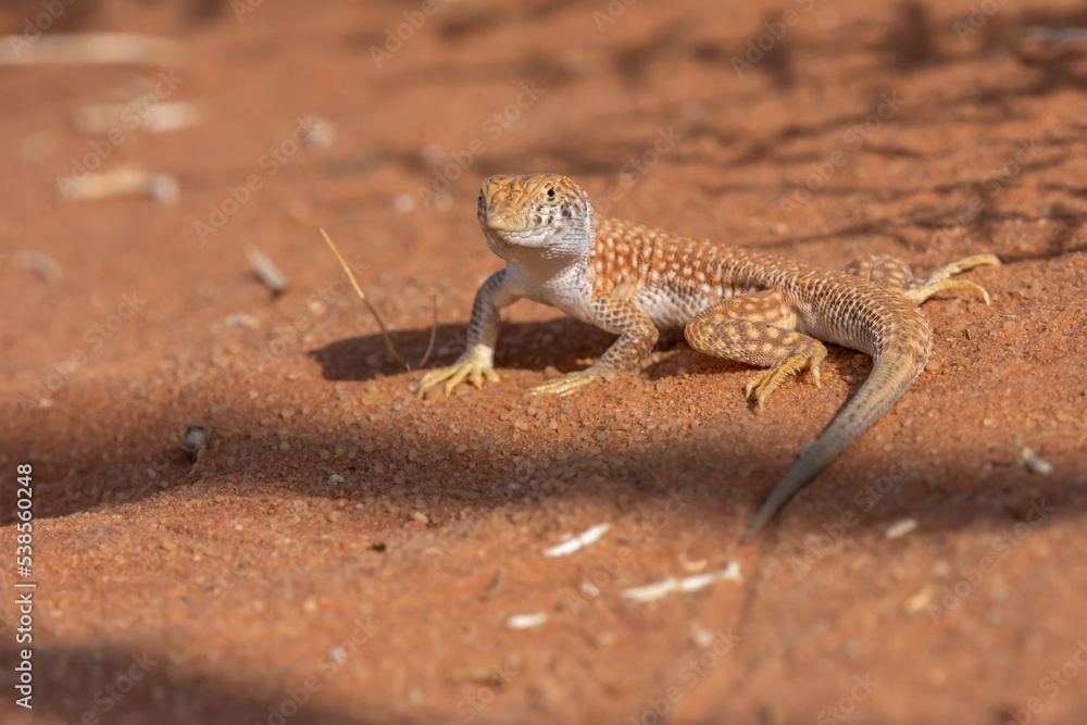 Schreiber's fringe-fingered lizard
Schreiber's fringe-fingered lizard