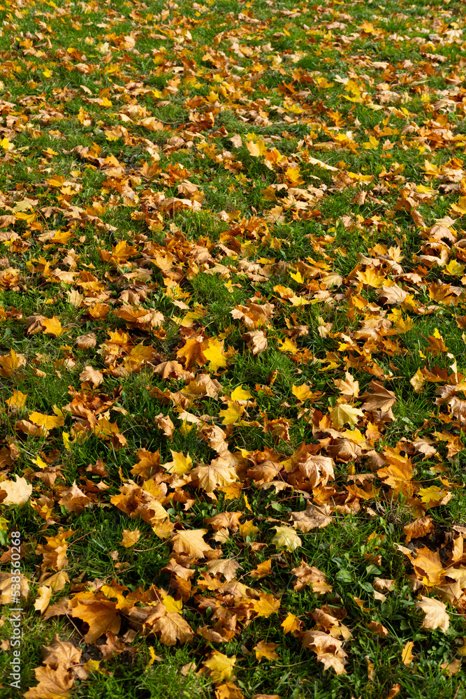 Autumn leaves on the grass colorful sunshine fall background orange nature Autumn leaves on the grass colorful sunshine fall background orange nature