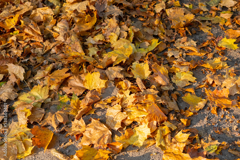 Autumn leaves on the grass colorful sunshine fall background orange nature Autumn leaves on the grass colorful sunshine fall background orange nature