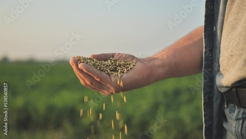 farmer checking wheat grain seeds harvest in the field,man hand holding wheat cereal crop quality and drop it slow motion