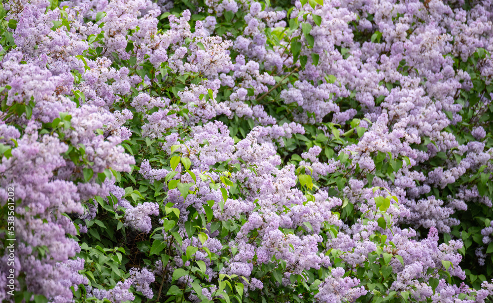 Without purple. Decorative shrub with dense purple flower clusters. Wall of thick lilac. Background with dense flowering shrubs.