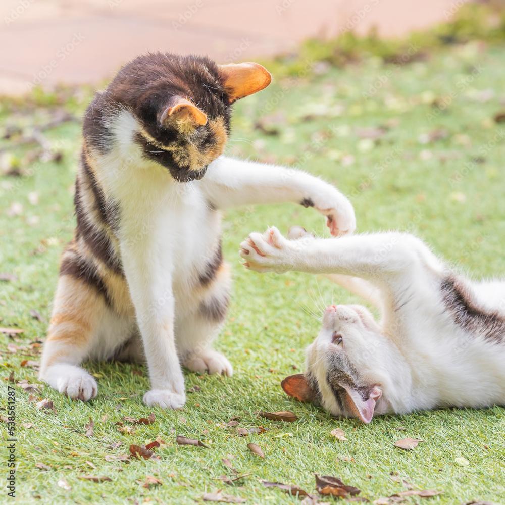Two young cats playing on the grass outside the house. The two kittens are playing and fighting, one is a white male with black spots and the other is a calico female with a tri-color coat Two young cats playing on the grass outside the house. The two kittens are playing and fighting, one is a white male with black spots and the other is a calico female with a tri-color coat