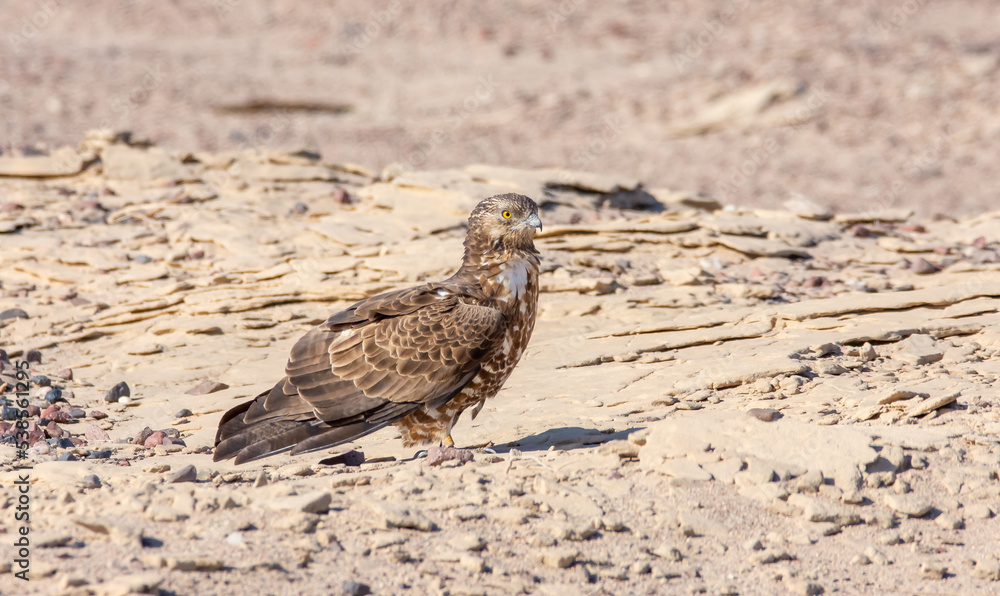 European Honey Buzzard European Honey Buzzard