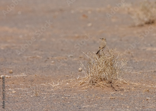 Desert Wheatear