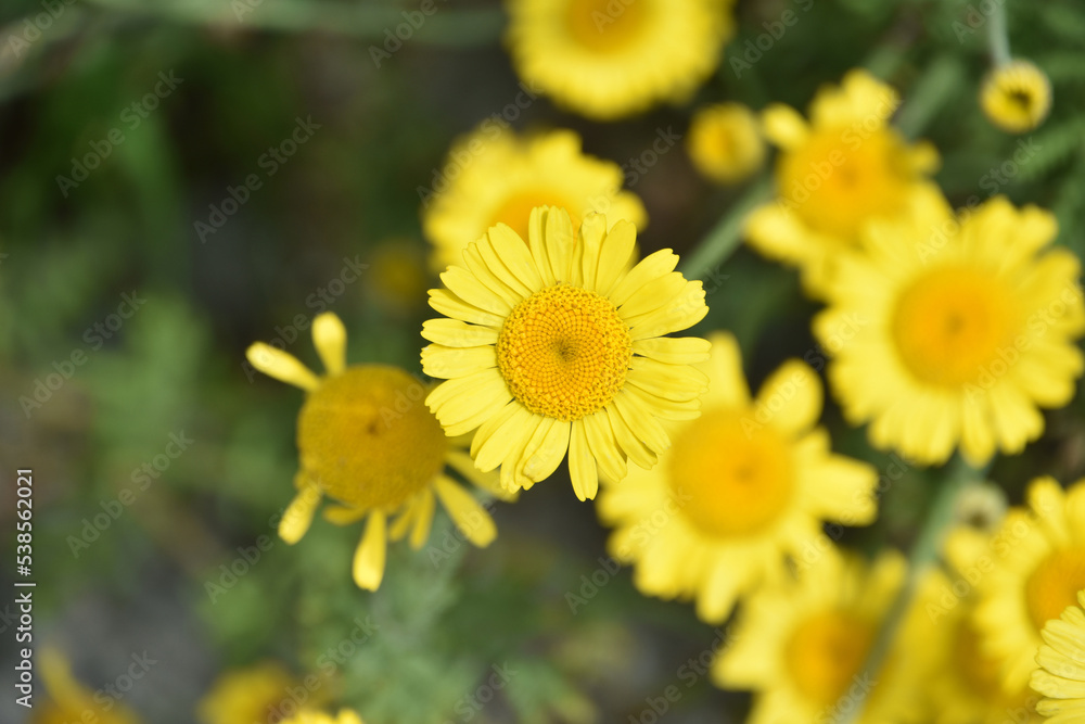 Pretty Yellow Flowering Wolfs Bane Flowers in Bloom Pretty Yellow Flowering Wolfs Bane Flowers in Bloom
