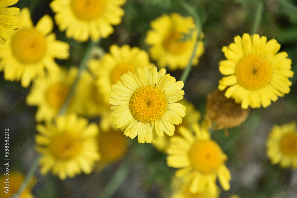Stunning Garden with Leopards Bane Flowers in Bloom Stunning Garden with Leopards Bane Flowers in Bloom