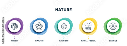 editable thin line icons with infographic template. infographic for nature concept. included willow, knapweed, hawthorn, natural medical pills, dianthus icons.