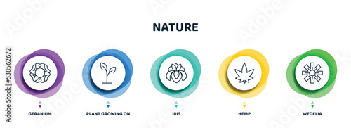 editable thin line icons with infographic template. infographic for nature concept. included geranium, plant growing on book, iris, hemp, wedelia icons.