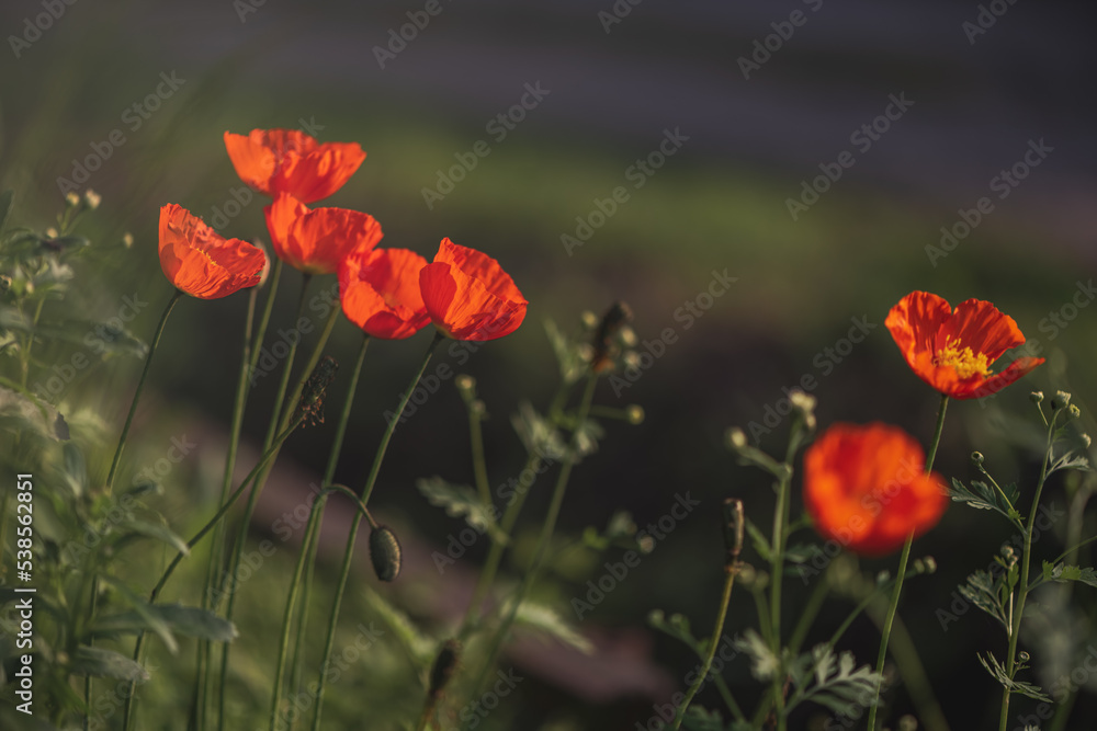 Obraz premium beautiful red poppies in summer