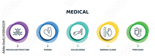 editable thin line icons with infographic template. infographic for medical concept. included molecular structure, strong, gallbladder, adrenal gland, perfusion icons.