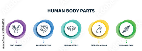 editable thin line icons with infographic template. infographic for human body parts concept. included two kidneys, large intestine, human uterus, face of a woman, human muscle icons.