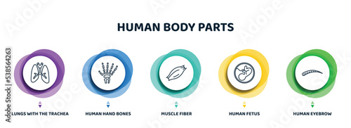 editable thin line icons with infographic template. infographic for human body parts concept. included lungs with the trachea, human hand bones, muscle fiber, human fetus, eyebrow icons.
