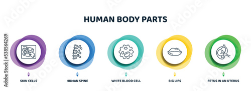 editable thin line icons with infographic template. infographic for human body parts concept. included skin cells, human spine, white blood cell, big lips, fetus in an uterus icons.