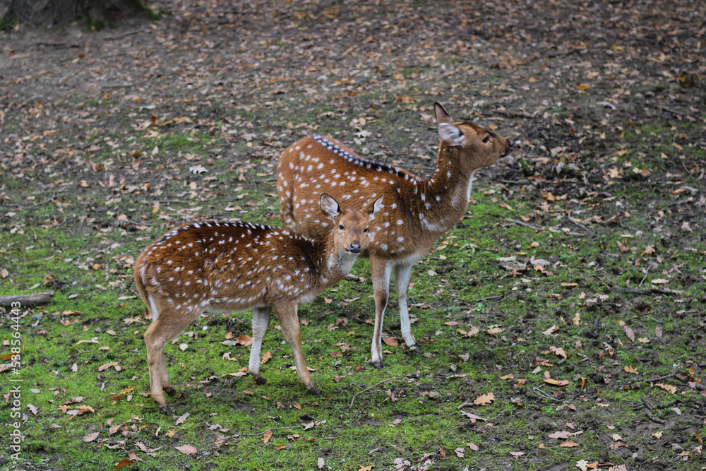 The chital or cheetal, axis, also known as the spotted deer, chital deer, and axis deer, young deer and its mother The chital or cheetal, axis, also known as the spotted deer, chital deer, and axis deer, young deer and its mother